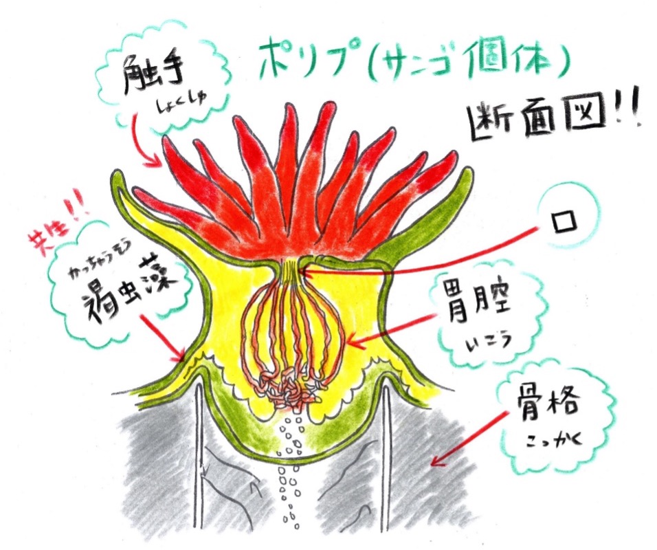 ＜サンゴは動物？植物？＞